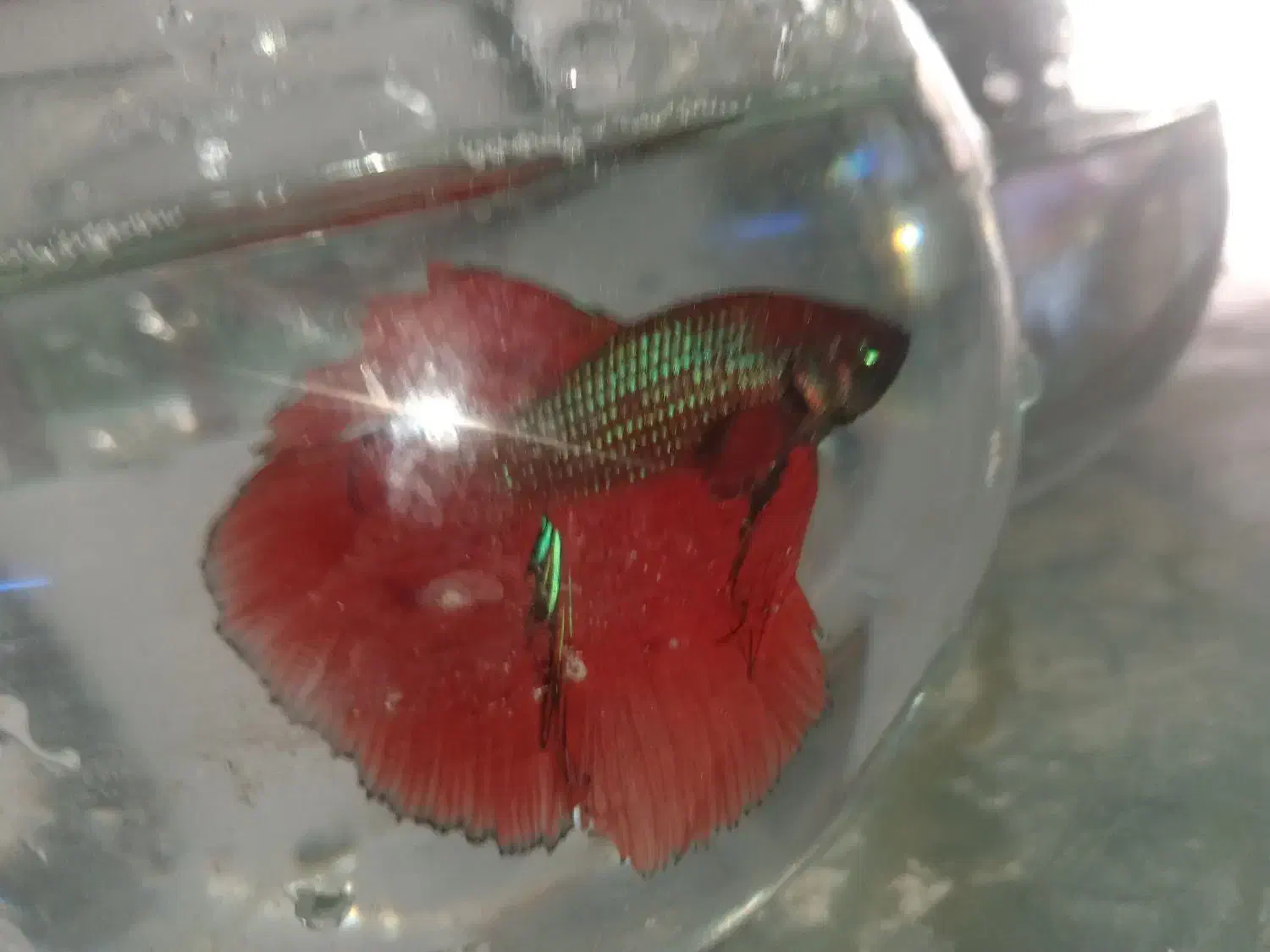 ماهی فایتر هالفمون|ماهی|اصفهان, لیمجیر|دیوار