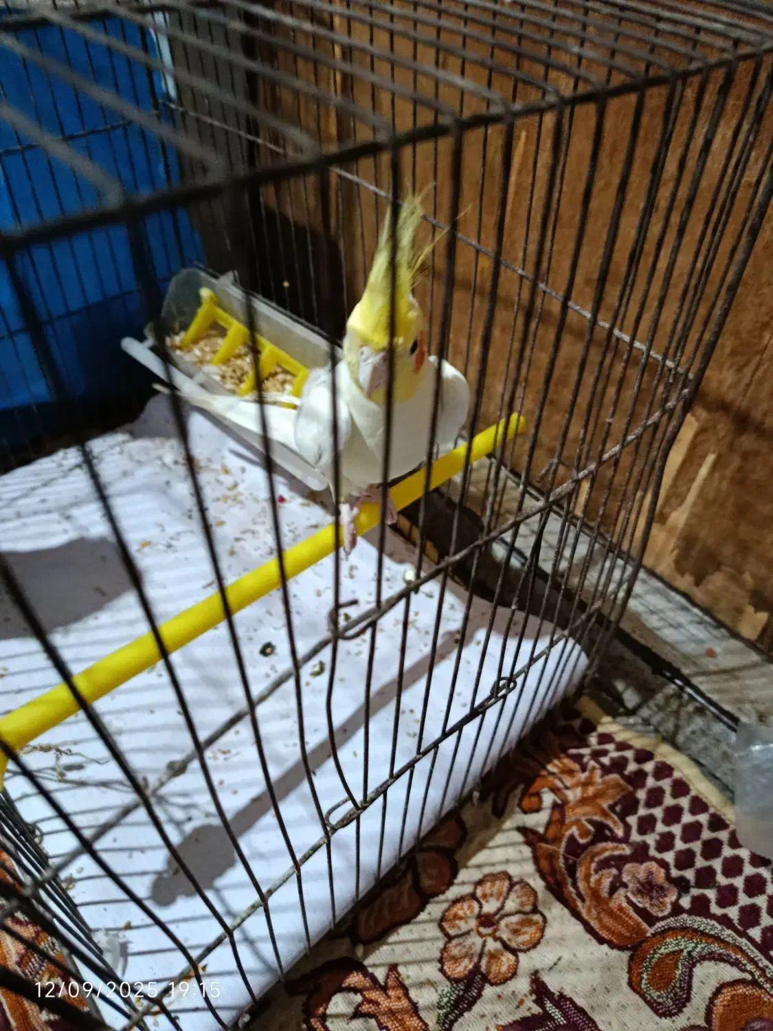 عروس هلندی سخنگو|پرنده|آق قلا, |دیوار