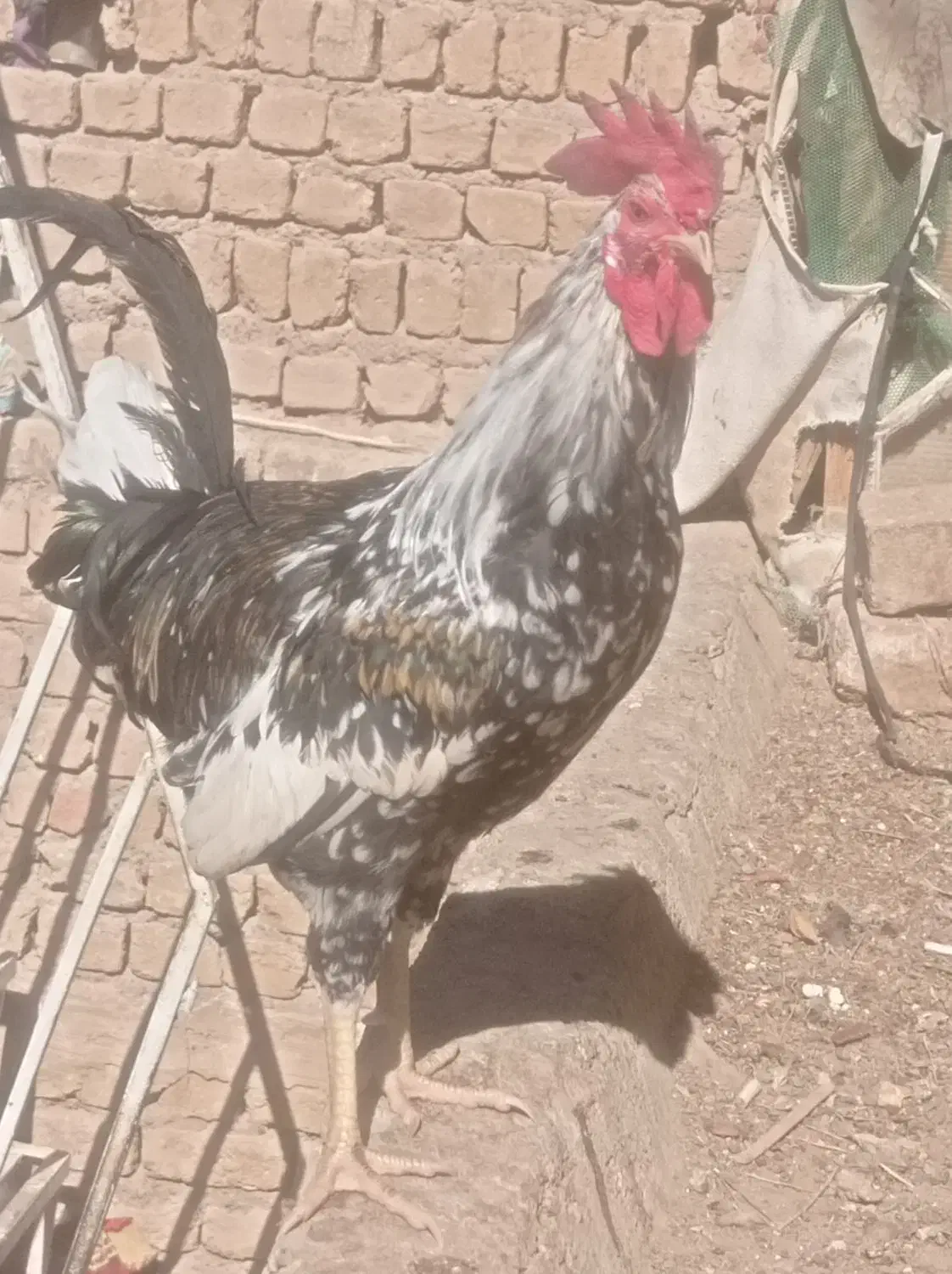 دو عدد خروس|حیوانات مزرعه|قم, ولیعصر|دیوار