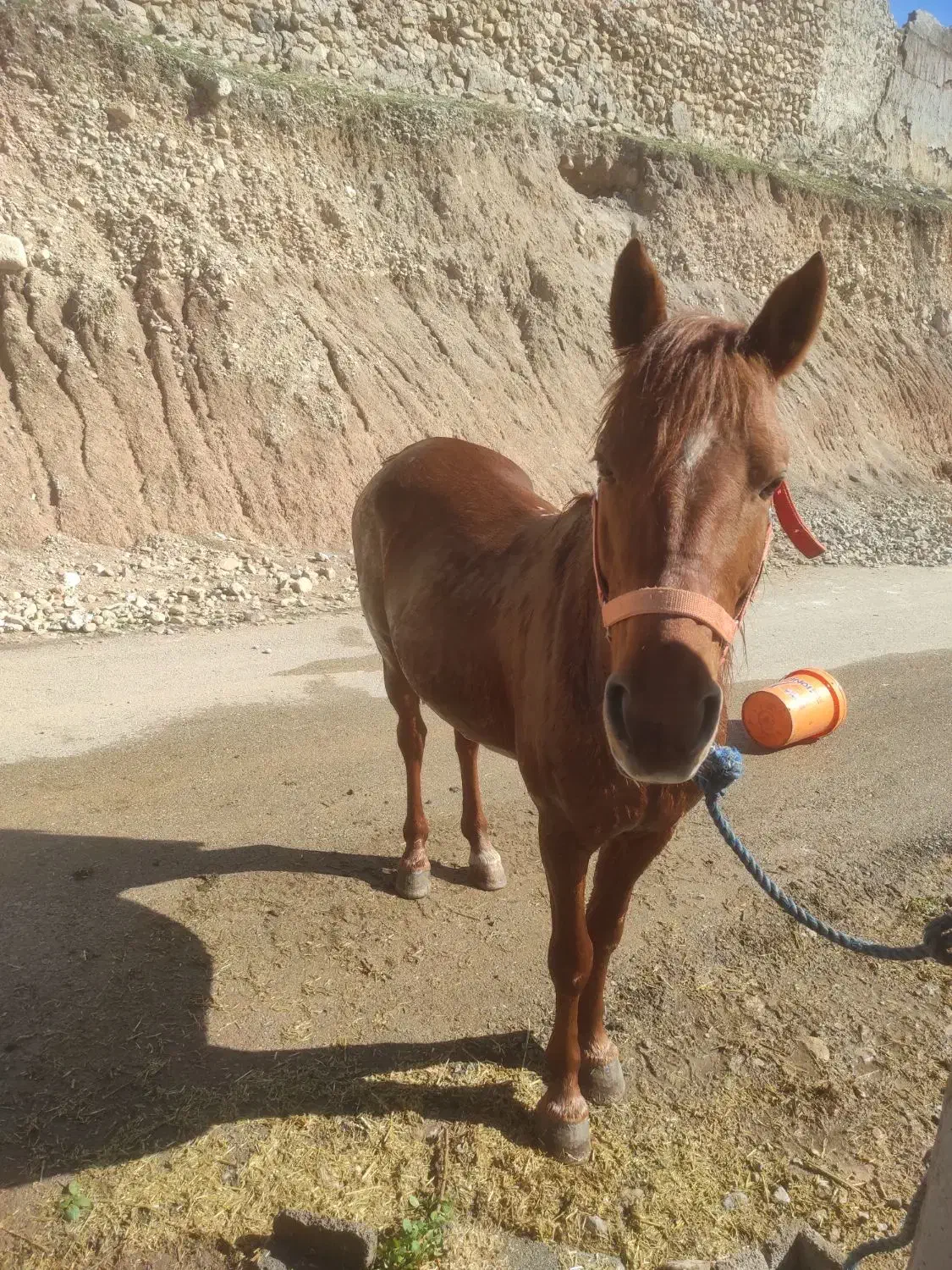 اسب درشور|اسب و تجهیزات اسب‌سواری|دهدشت, |دیوار