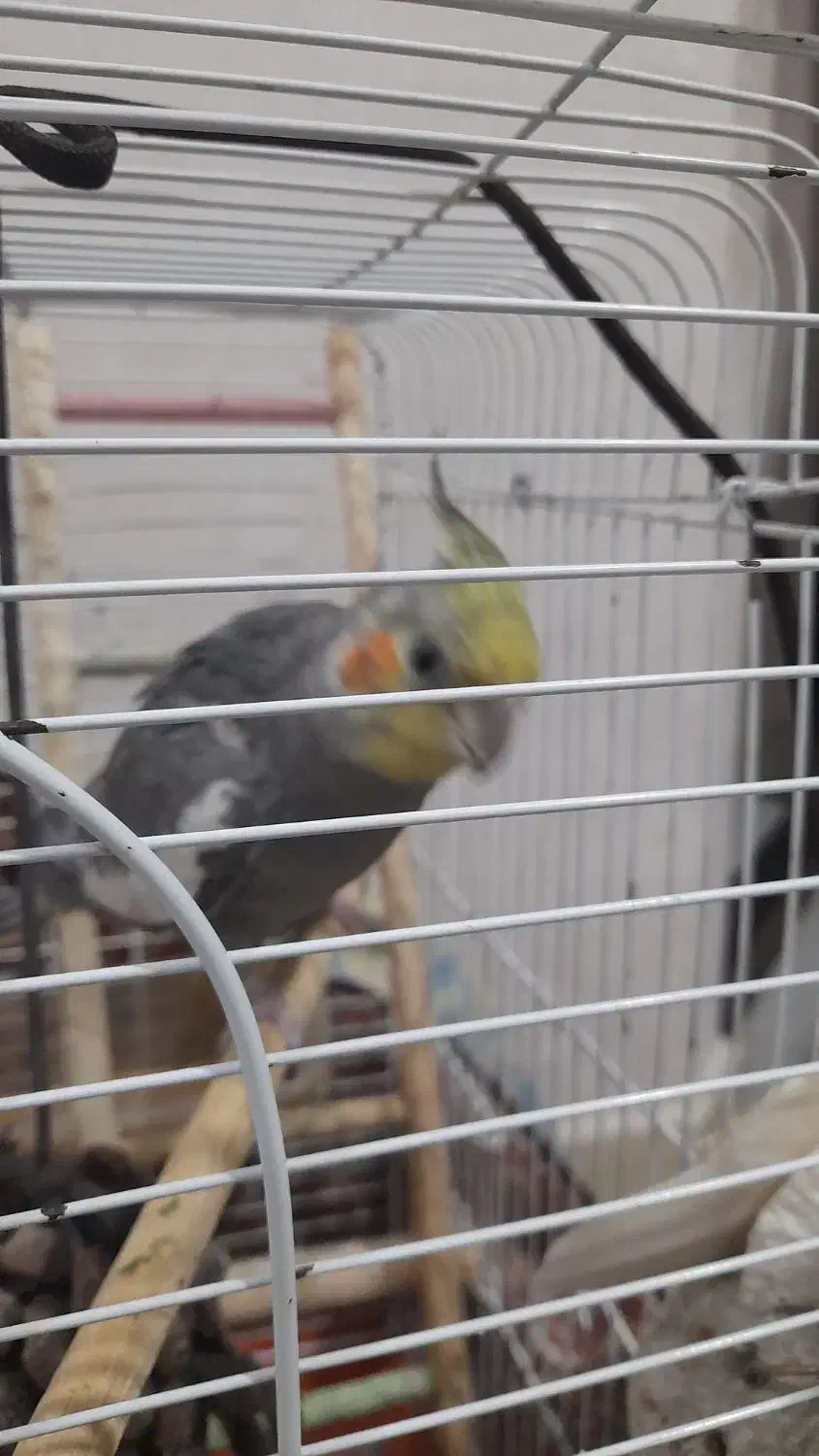 عروس نر سخنگو|پرنده|لاهیجان, گلستان|دیوار