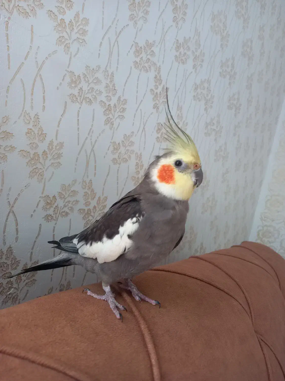 عروس هلندی|پرنده|سنگر, |دیوار