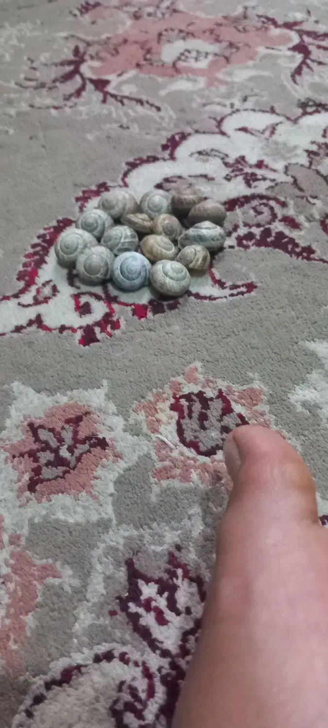 حلزون|خزنده|شهرکرد, |دیوار