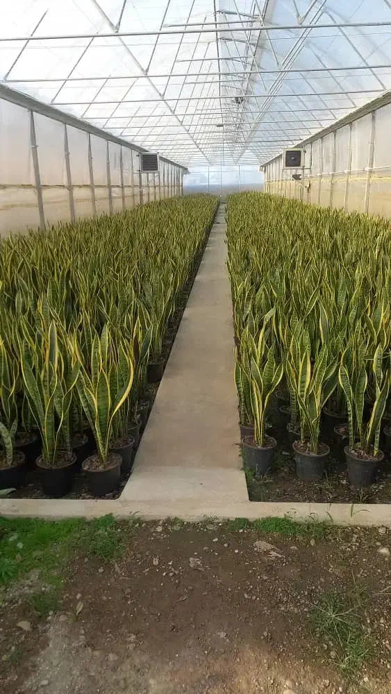 فروش مجموعه گلخانه ای ۵۰۰۰ متری در شیرج محله بزرگ|فروش دفتر صنعتی، کشاورزی، تجاری|خرمآباد (تنکابن), |دیوار