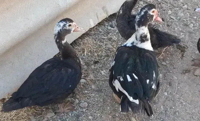 اردک اسرائیلی|حیوانات مزرعه|صحنه, |دیوار