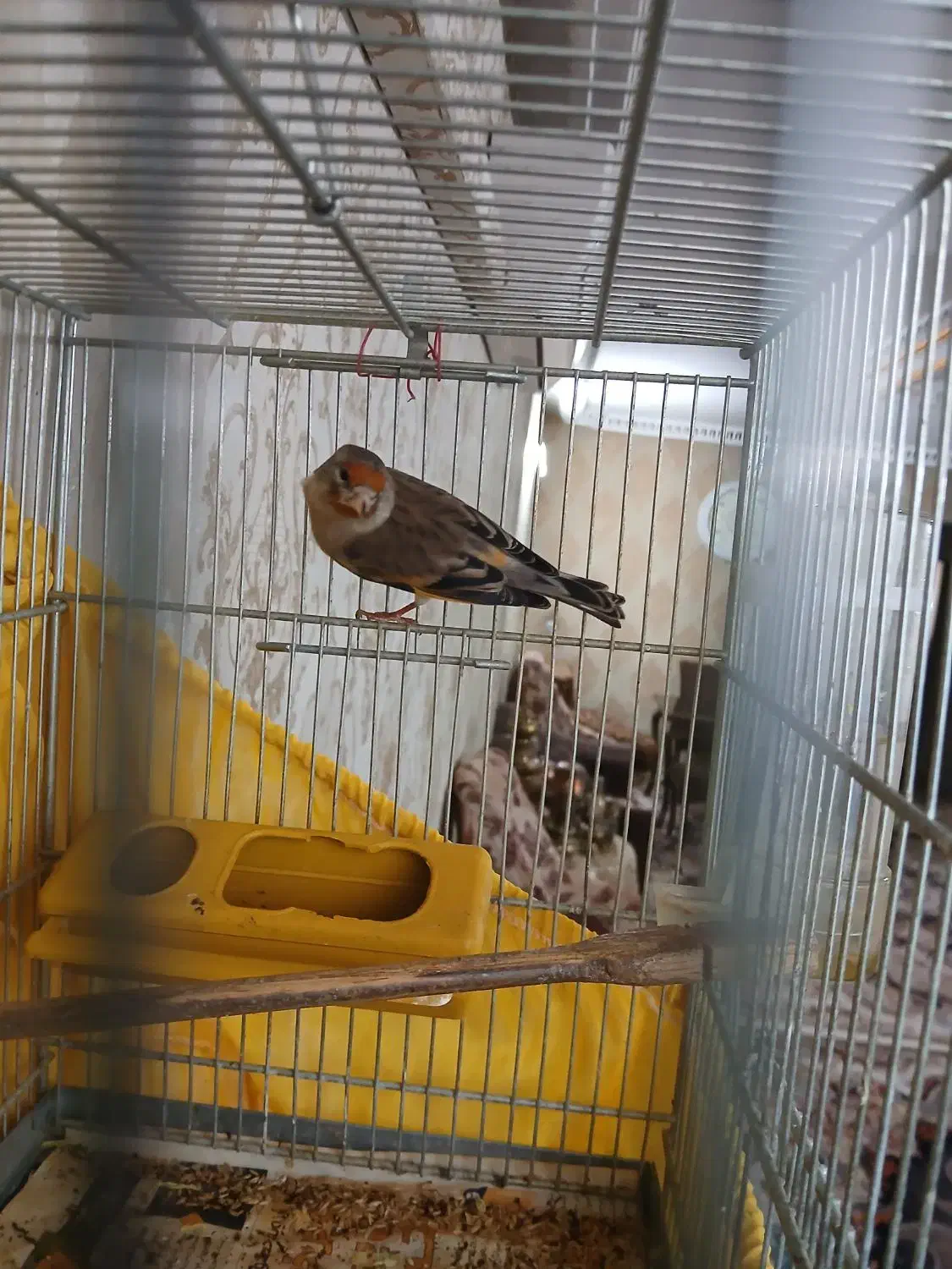 سره قناری|پرنده|ری, شهادت|دیوار