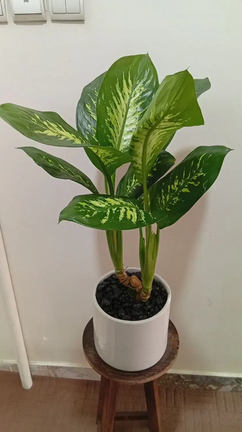 دیفن سعید|گل و گیاه طبیعی|مشهد, کوه سنگی|دیوار