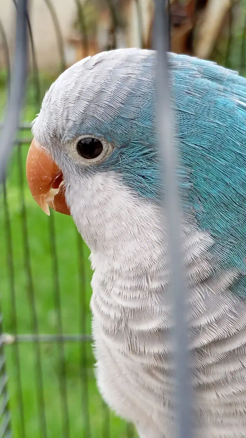 طوطی راهبه بلو اسکای نر سخنگو معاوضه با ملنگو|پرنده|صومعهسرا, |دیوار