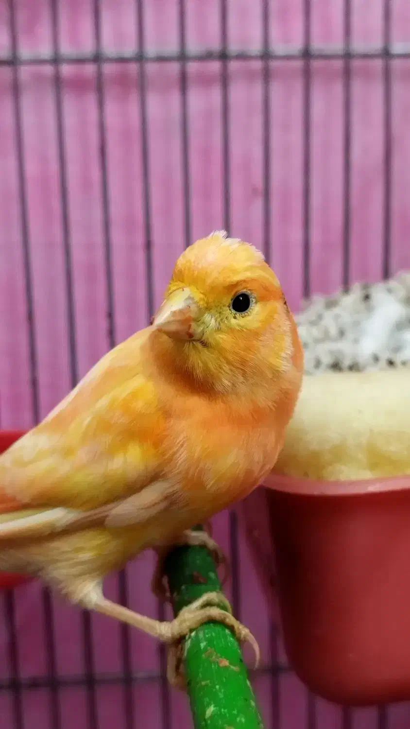 فروش یک جفت قناری لاکی نر وماده|پرنده|شیراز, شهرک پرواز|دیوار