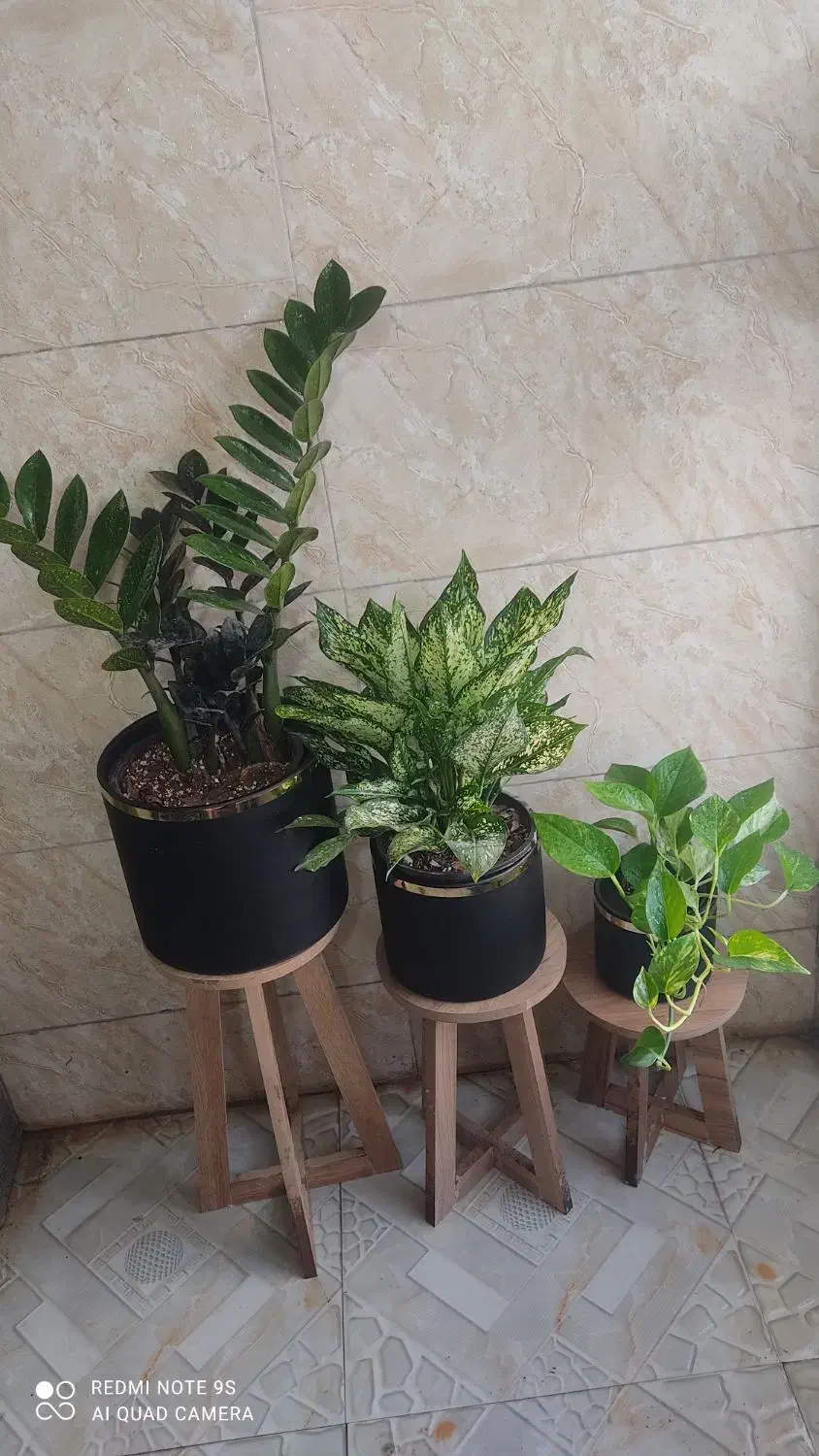 استند و کودهای خارجی|گل مصنوعی|جهرم, |دیوار