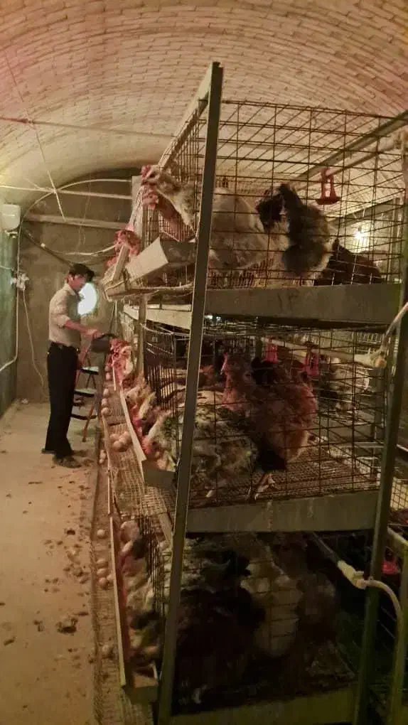 تخم مرغ بومی اصل گلپایگان|خوردنی و آشامیدنی|اصفهان, لاله|دیوار