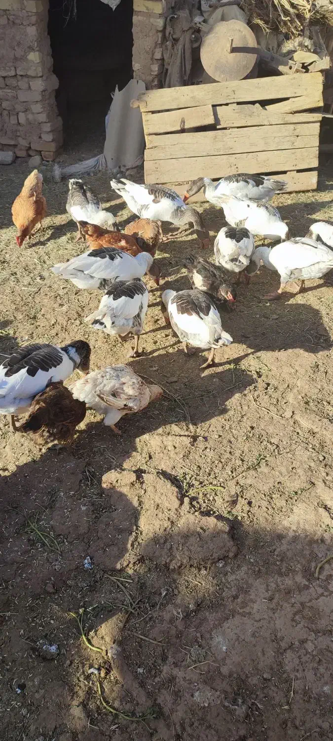 غاز‌محلی‌ارگانیک‌بادوعدد‌بوقلمون‌نر|حیوانات مزرعه|بشاریات, |دیوار