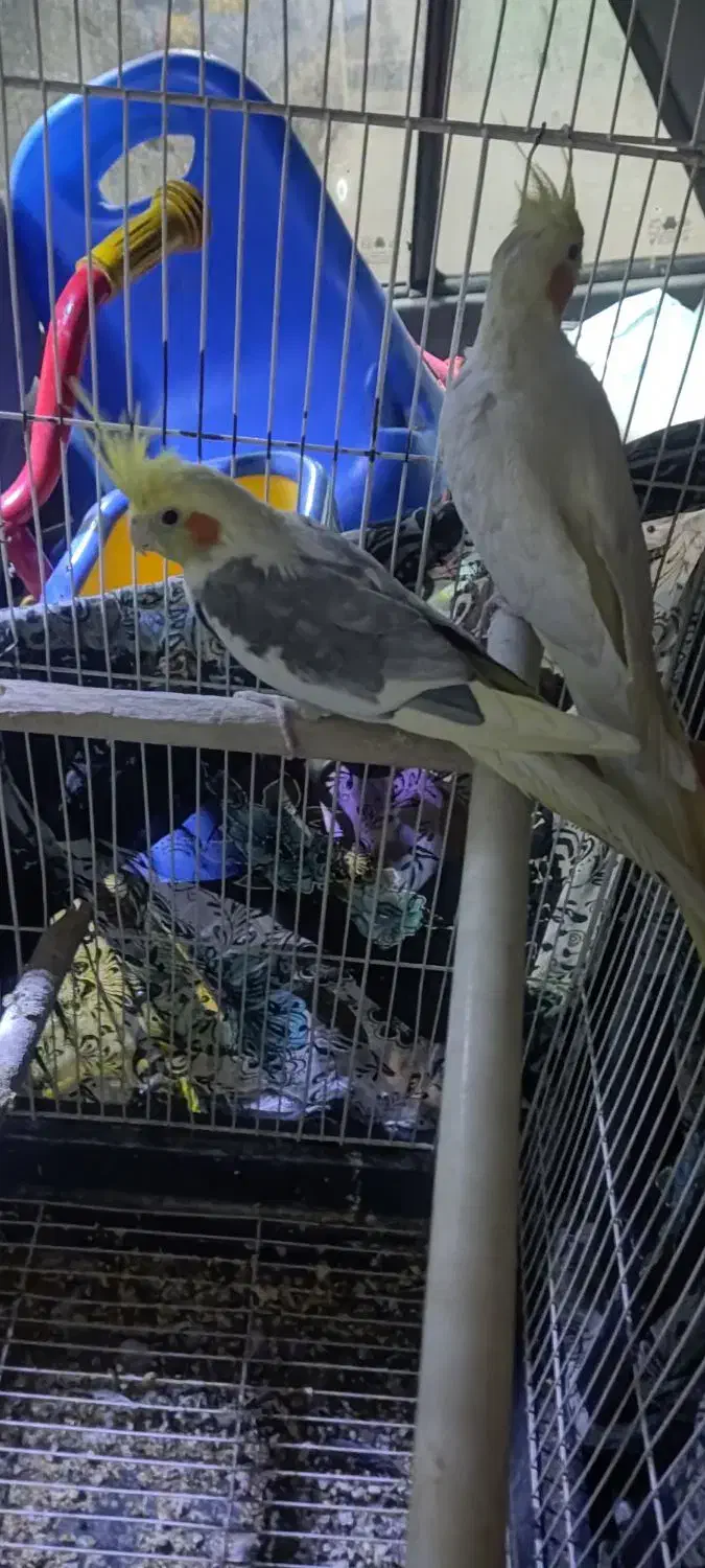 عروس هلندی|پرنده|مشکین‌دشت, |دیوار