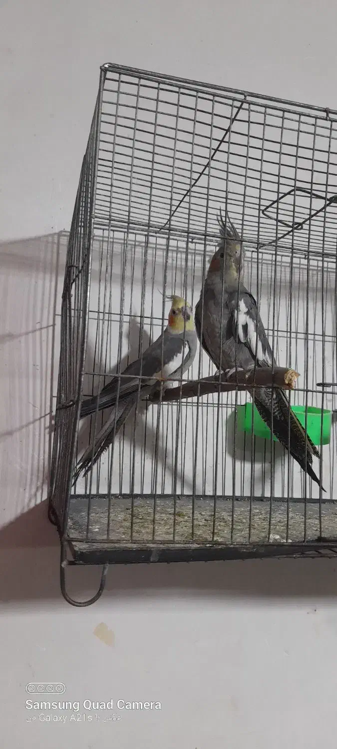 عروس هلندی|پرنده|تربت جام, معدآباد|دیوار