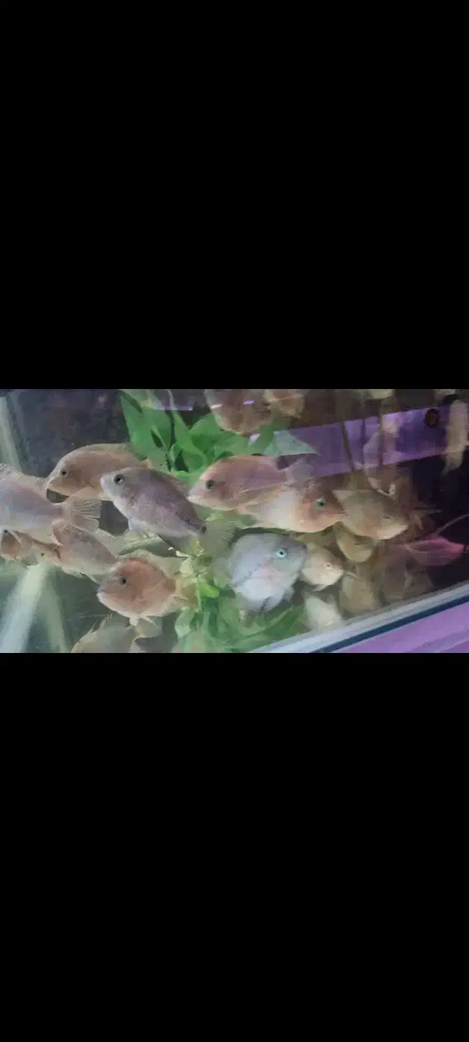 ماهی ویجا سینسیلم یا سینسیلا|ماهی|شیراز, درکی|دیوار