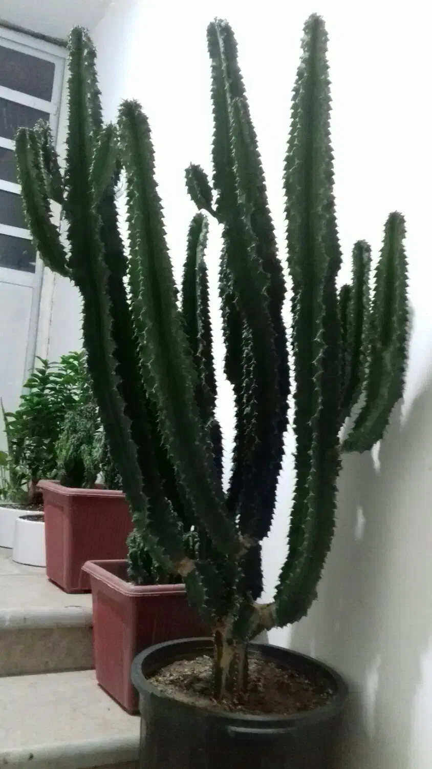 گل کاکتوس بن سای|گل و گیاه طبیعی|شیراز, آزادگان|دیوار