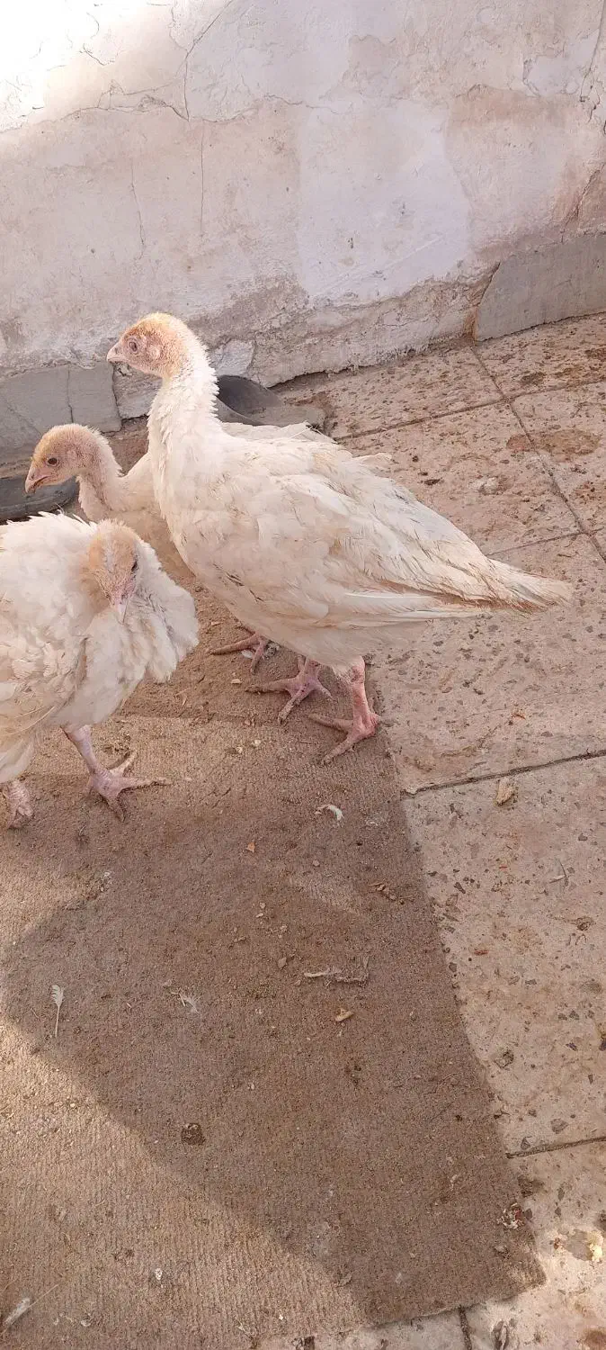 بوقلمون ۳ماهه|حیوانات مزرعه|بسطام, |دیوار