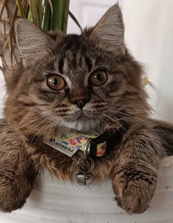 گربه|گربه|گرگان, |دیوار