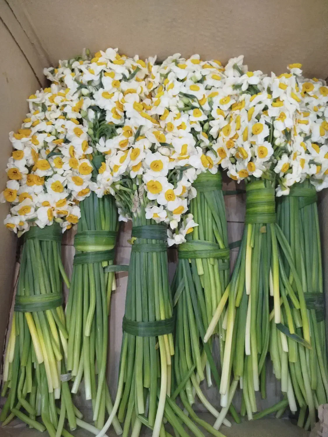 نرگس|گل و گیاه طبیعی|قائمشهر, |دیوار