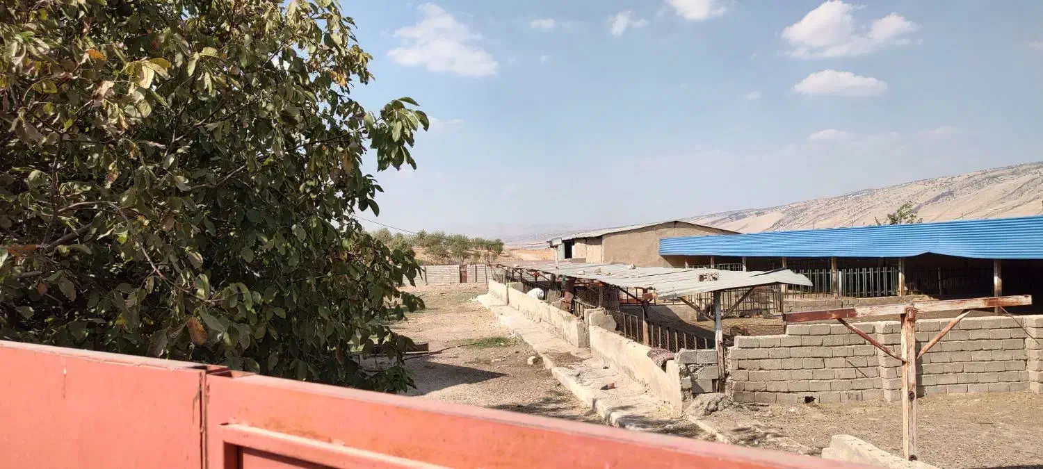 گاوداری ۴هزار متری به همراه باغ۶هزار متری|فروش دفتر صنعتی، کشاورزی، تجاری|ایوان, |دیوار