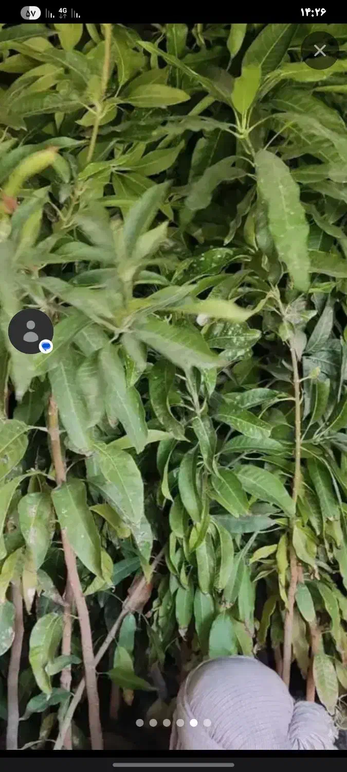 فروش نهال انبه .پیوندخورده پاکستانی ومدلهای مختلف|خدمات باغبانی و درختکاری|چابهار, |دیوار