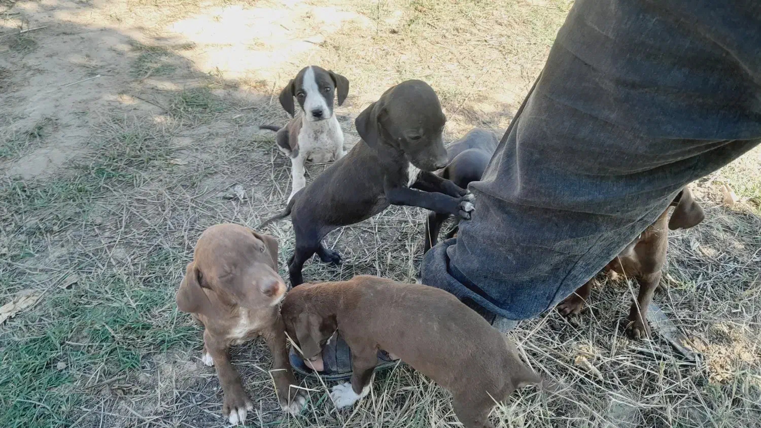 توله سگ شکاری پینتر آلمان|سگ|مینودشت, |دیوار