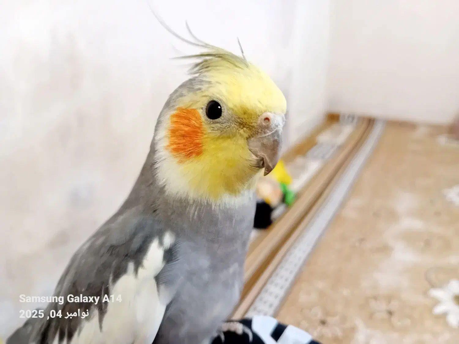 یک جفت عروس هلندی|پرنده|لالجین, |دیوار