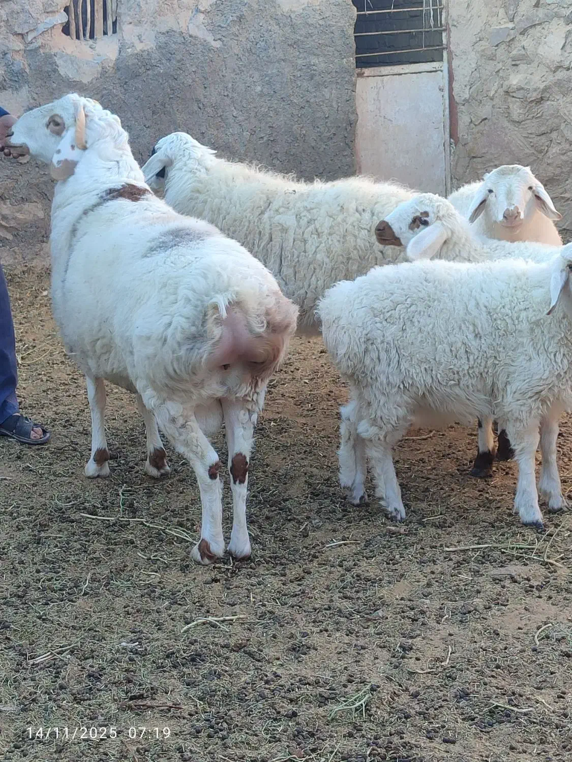 بره نر برا قوچی|حیوانات مزرعه|قهستان, |دیوار