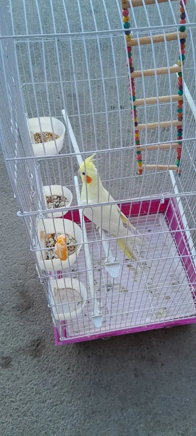 عروس هلندی گم شده|حیوانات|ایذه, |دیوار