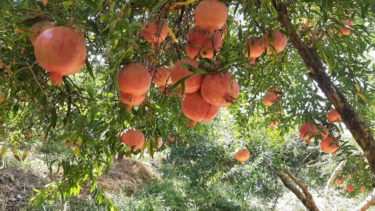 انار درجه ۱|عمدهفروشی|کوهنانی, |دیوار