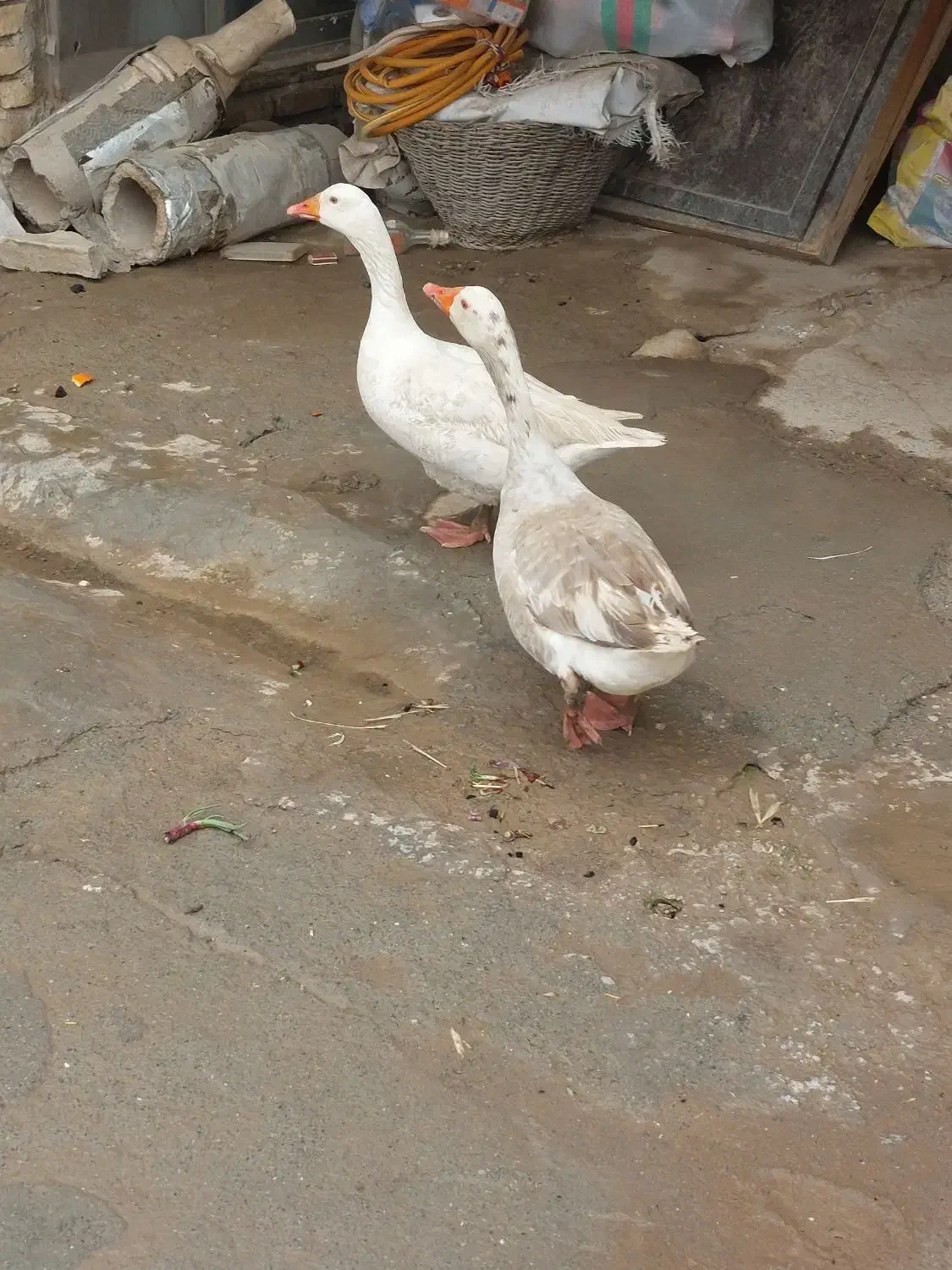 غاز|حیوانات مزرعه|کرمانشاه, |دیوار