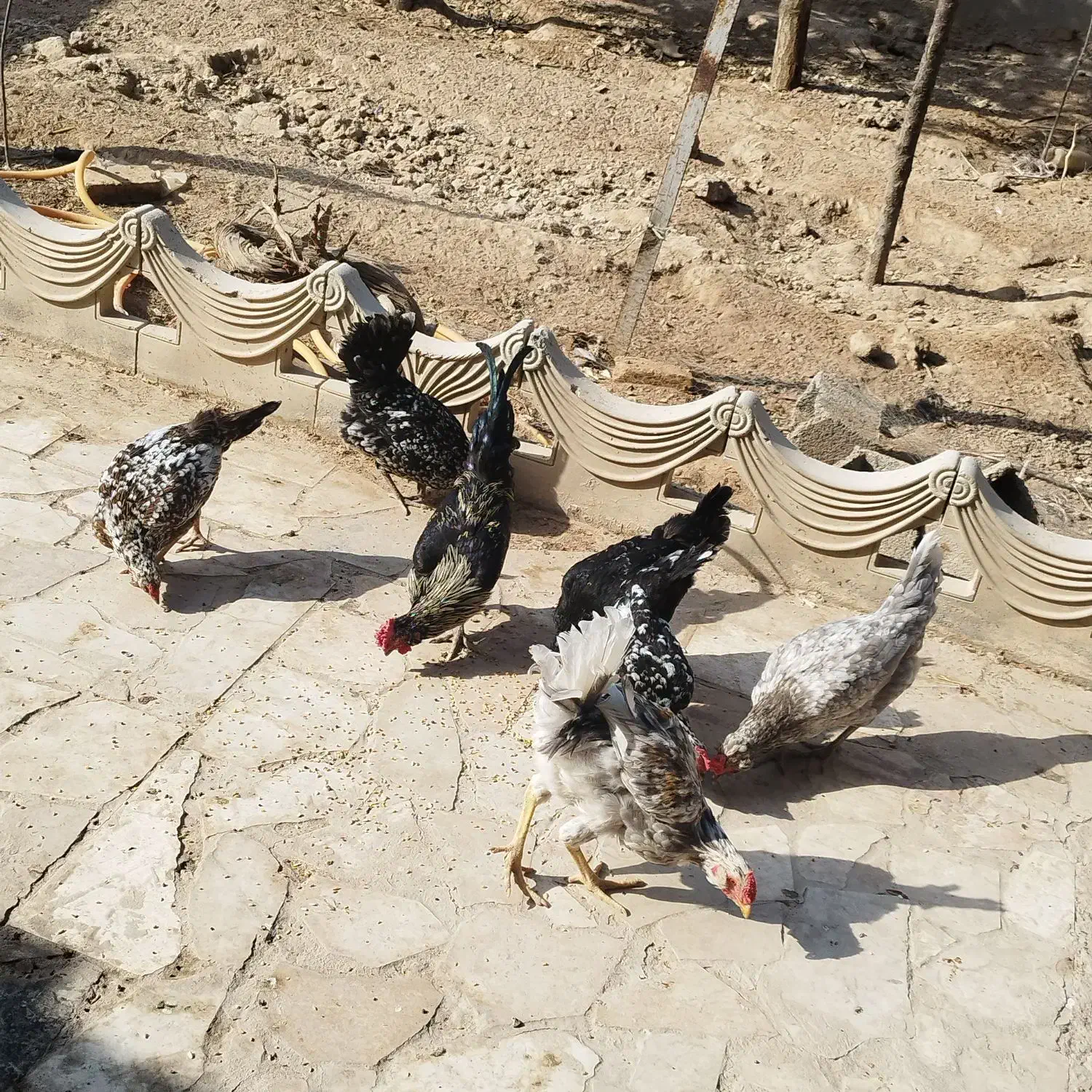 ۶عدد مرغ. یک عدد خروس.  نژاد گلین|پرنده|مشهد, ابرغن|دیوار