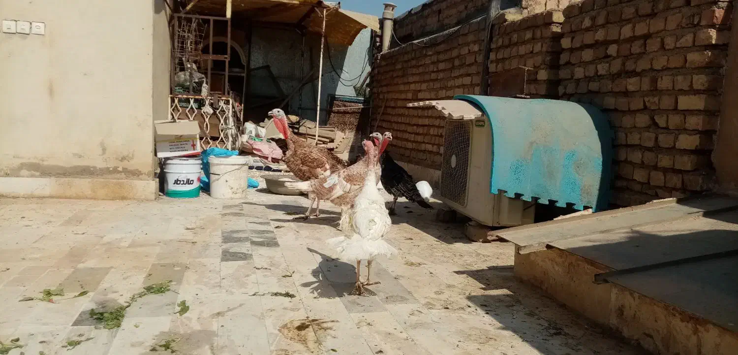 بوقلمون|حیوانات مزرعه|قم, آزادگان|دیوار