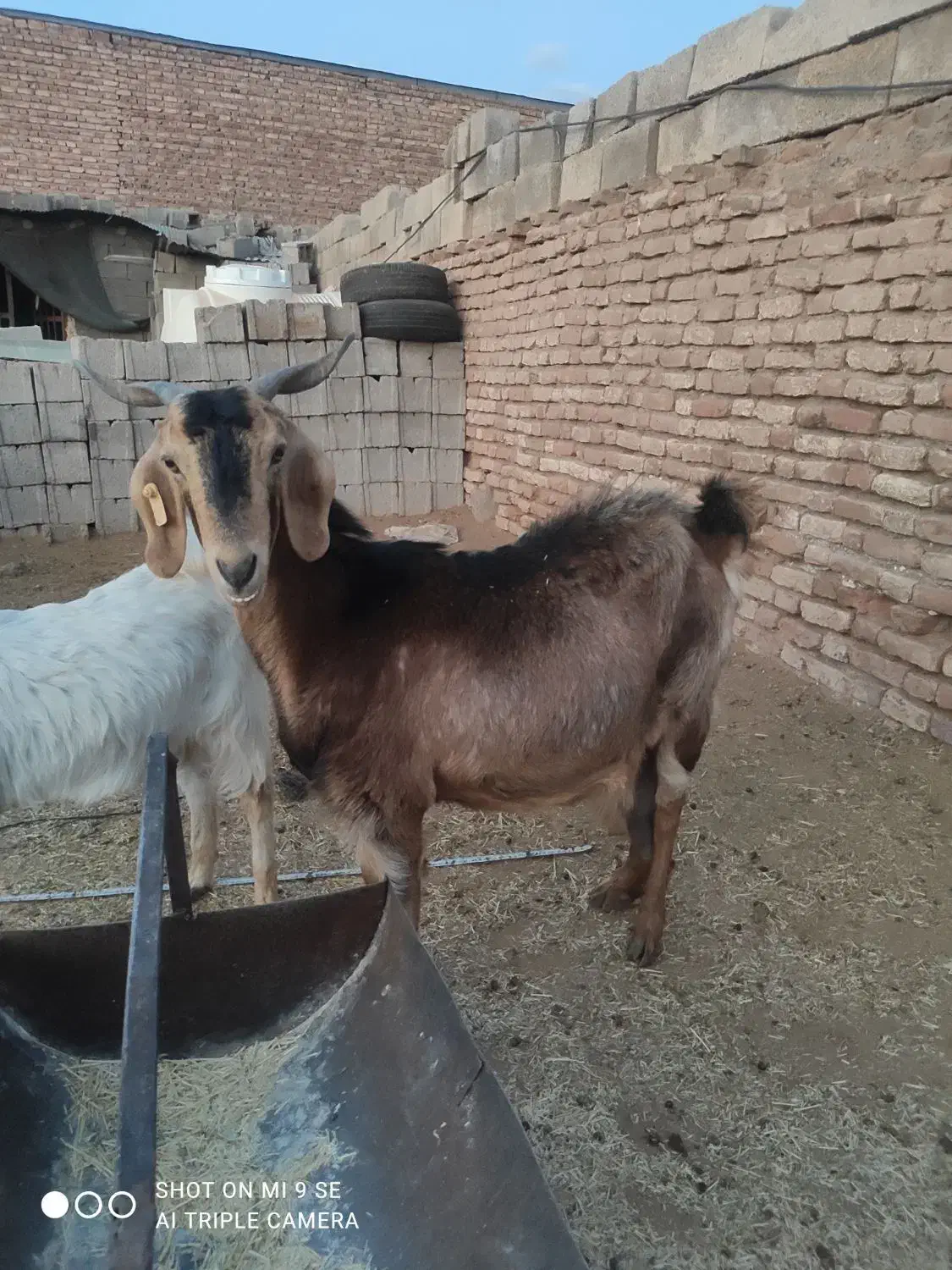 بر دورگ سرمایه|حیوانات مزرعه|کرمان, |دیوار