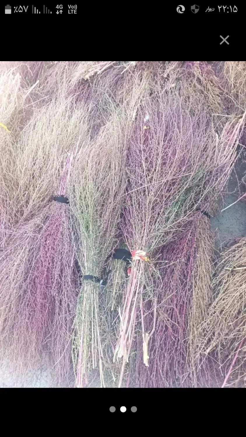 جارو رسیده وخشک|لوازم نظافت|نورآباد, |دیوار