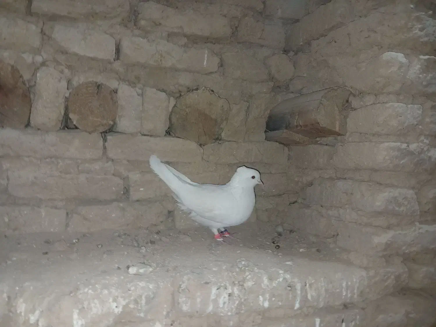 کبوتر سفید شیر|پرنده|فرخ‌شهر, |دیوار