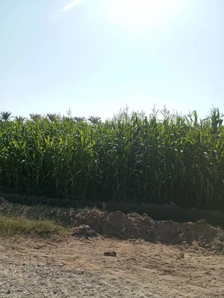 علوفه ذرت|حیوانات مزرعه|ایرانشهر, |دیوار