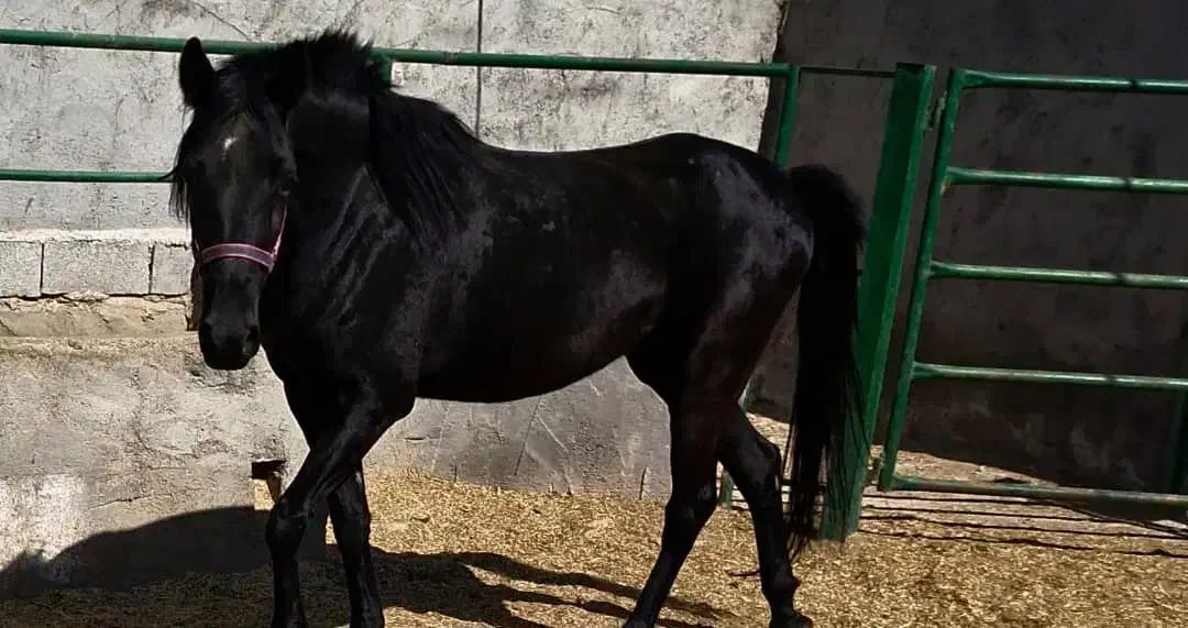 کلاس خصوصی سوارکاری بلوار ملاصدرا با اسب|خدمات آموزشی|دزفول, |دیوار