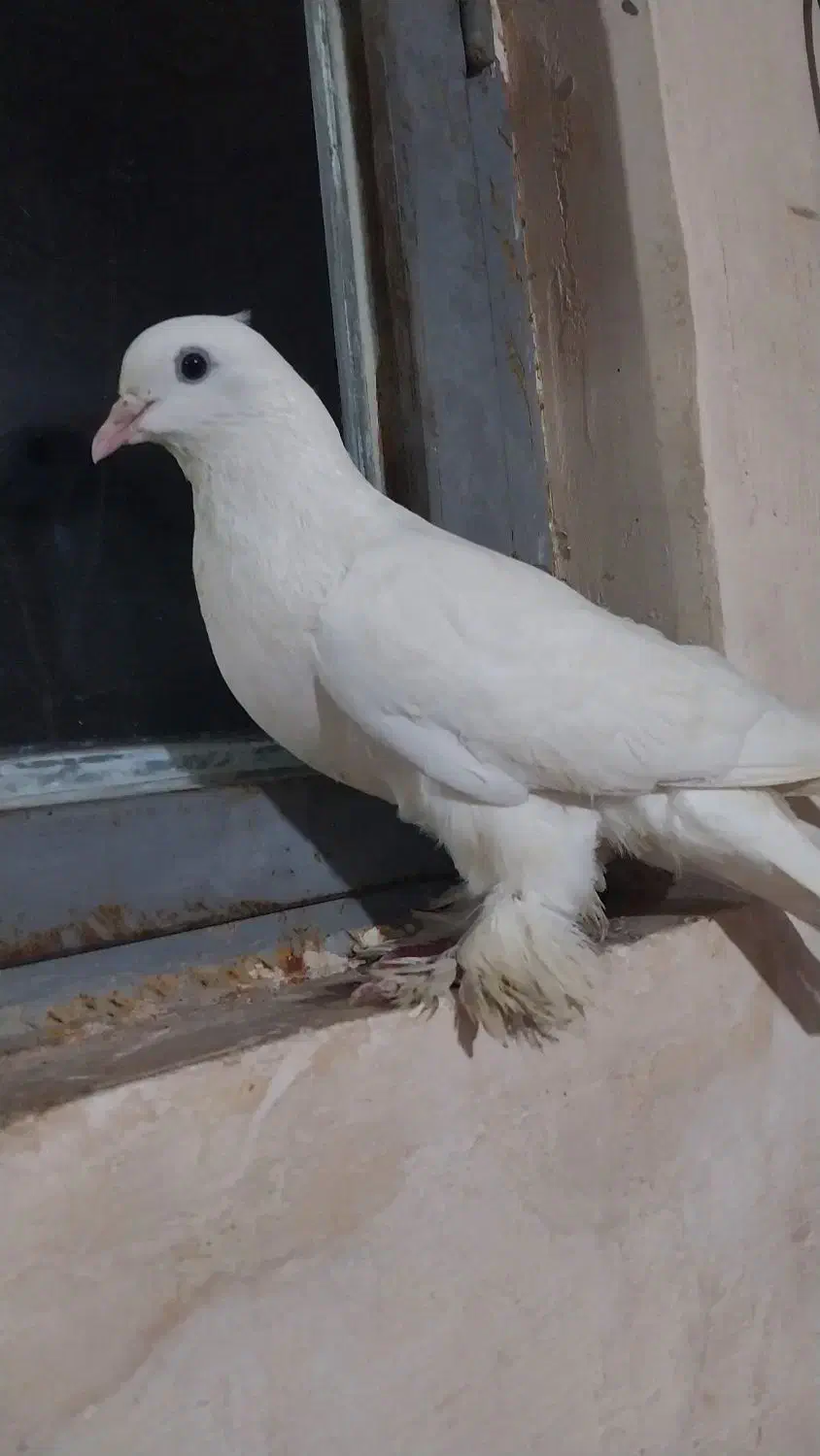 کبوتر سفید پا پری|پرنده|شاهین دژ, |دیوار