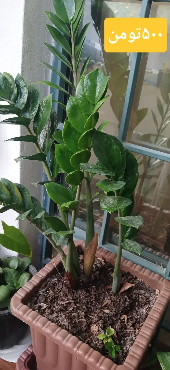 گل سالم خانگی|گل و گیاه طبیعی|مشگین شهر, |دیوار