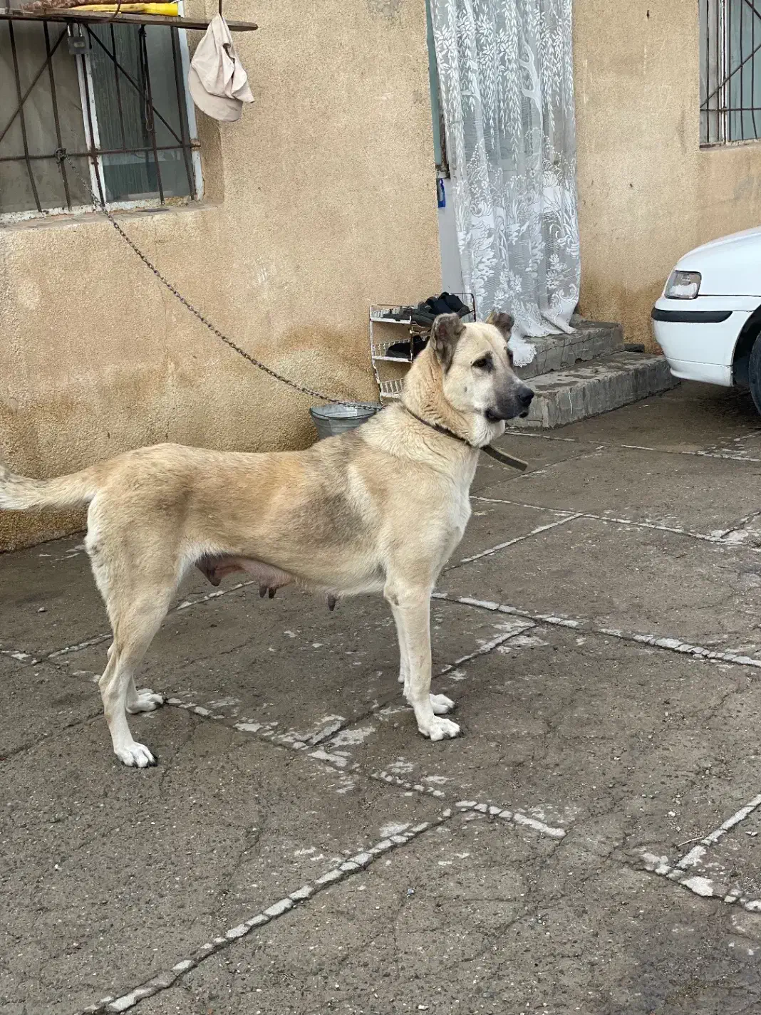 سگ سرابی ماده|سگ|مهاباد (آذربایجان غربی), |دیوار