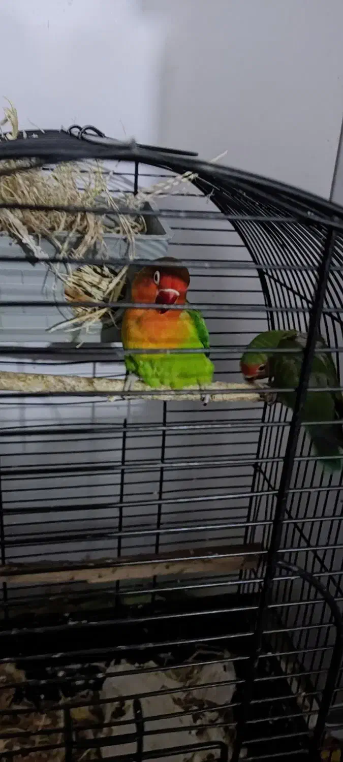 طوطی کوتوله برزیلی|پرنده|رودسر, |دیوار