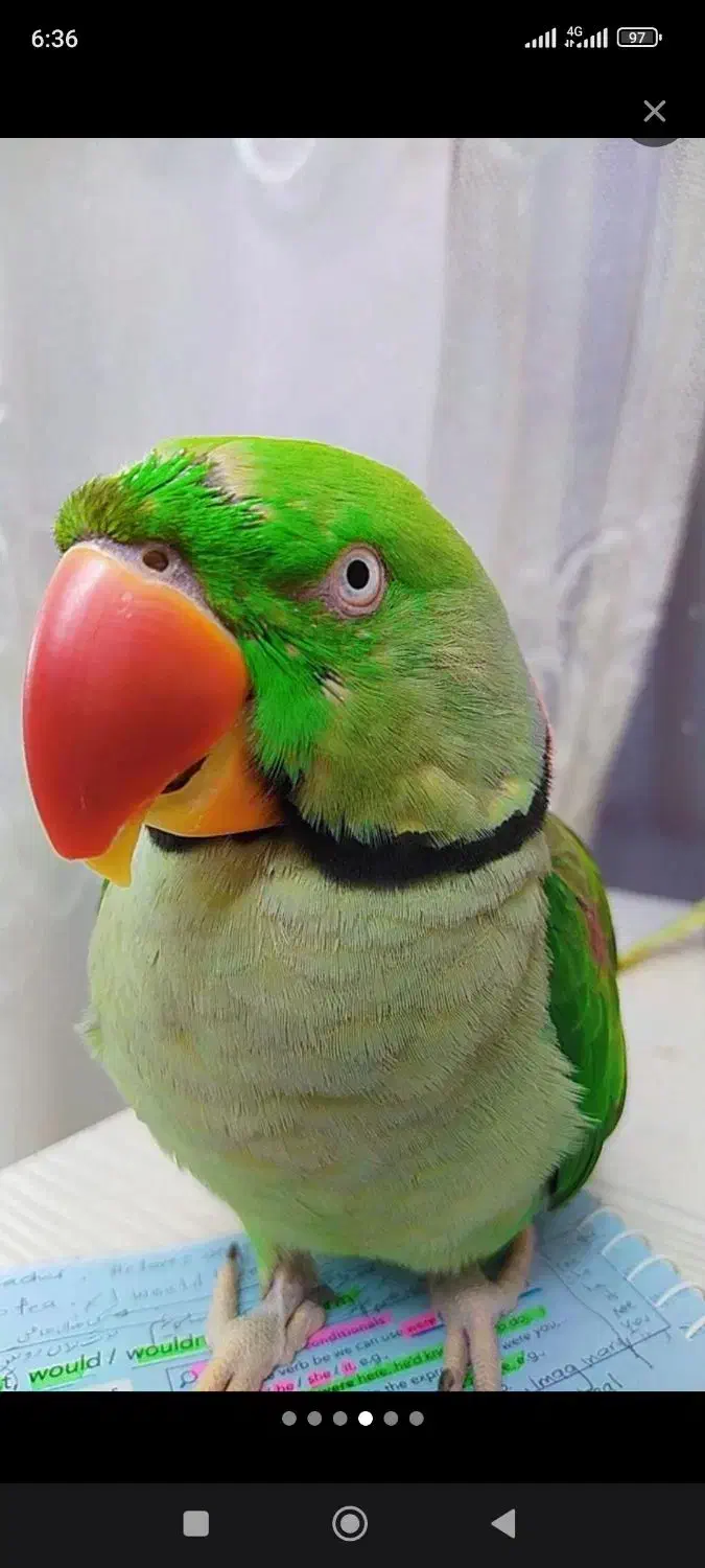 شاه طوطی|پرنده|تهران, امام حسین|دیوار