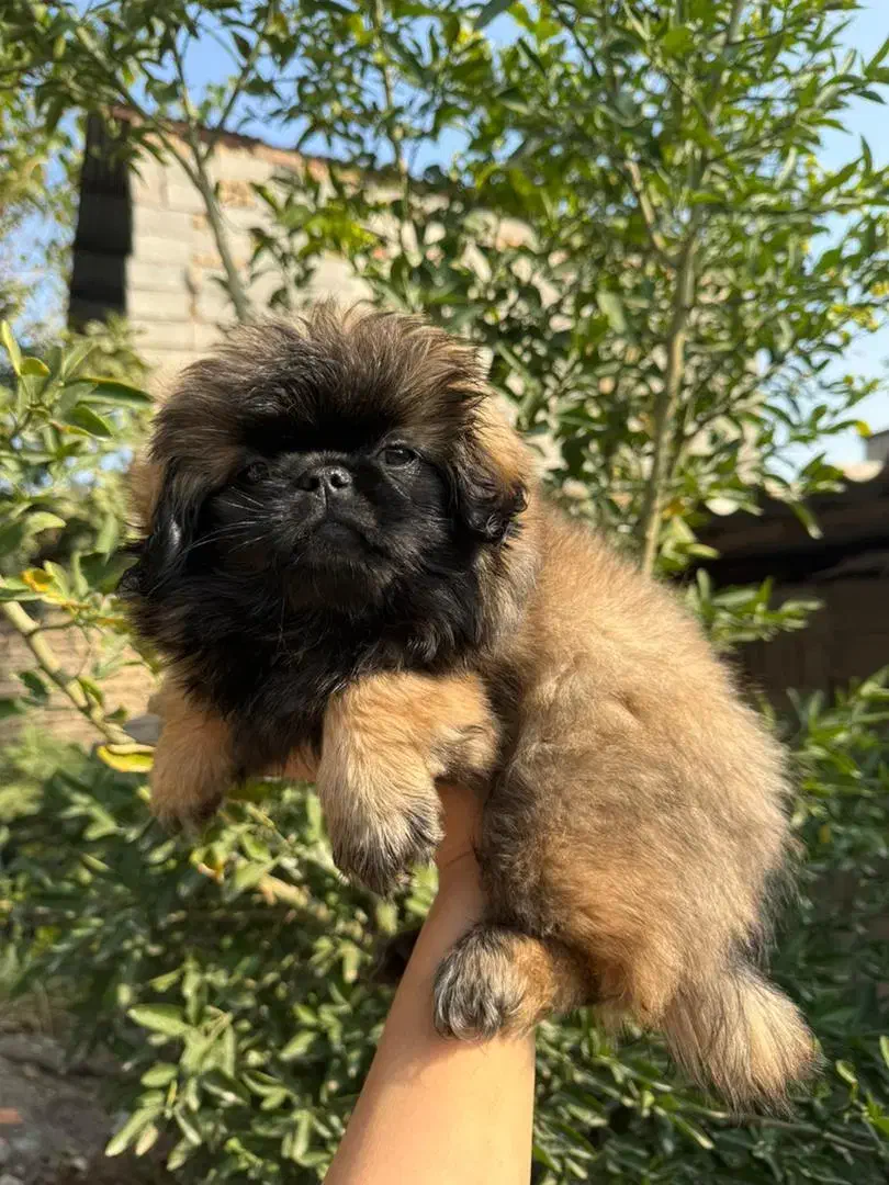 سگ پشمالو|سگ|تهران, منیریه|دیوار