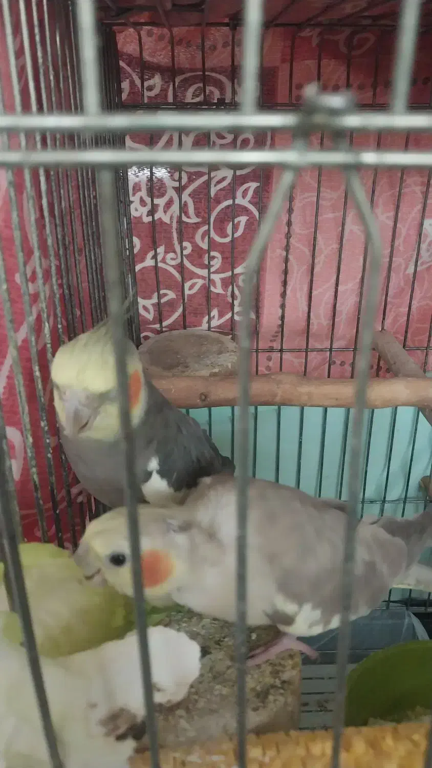 عروس هلندی مولدبا۴جوجه و۴تخم جدید|پرنده|تهران, شهرک امید|دیوار