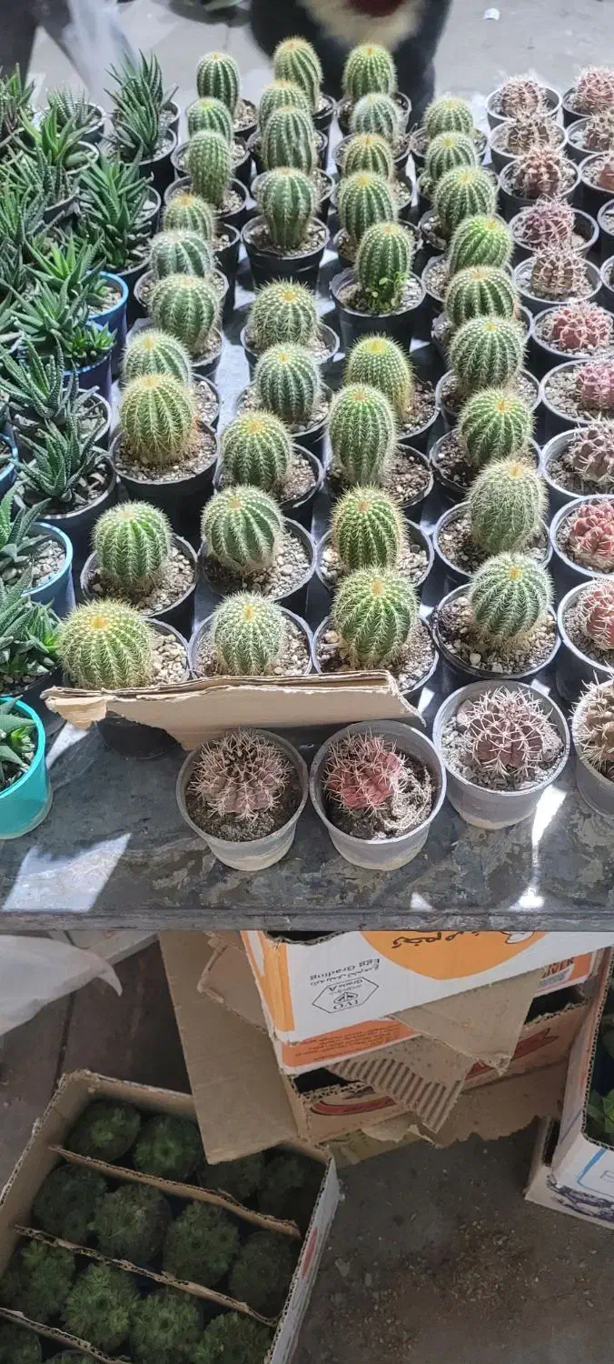 کاکتوس به قیمت عمده|گل و گیاه طبیعی|سیرجان, |دیوار