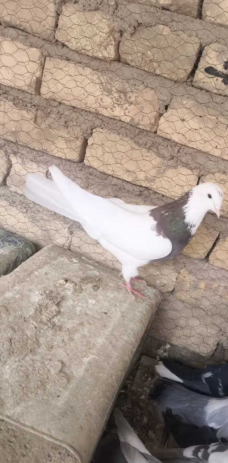 کبوتر طوقی ماده|پرنده|حبیب آباد, |دیوار