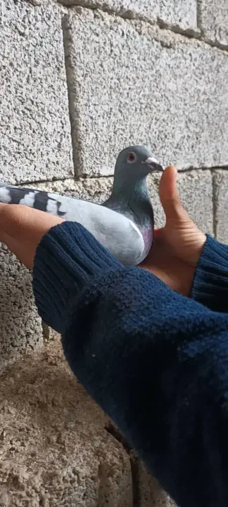 کبوتر|پرنده|نورآباد ممسنی, |دیوار