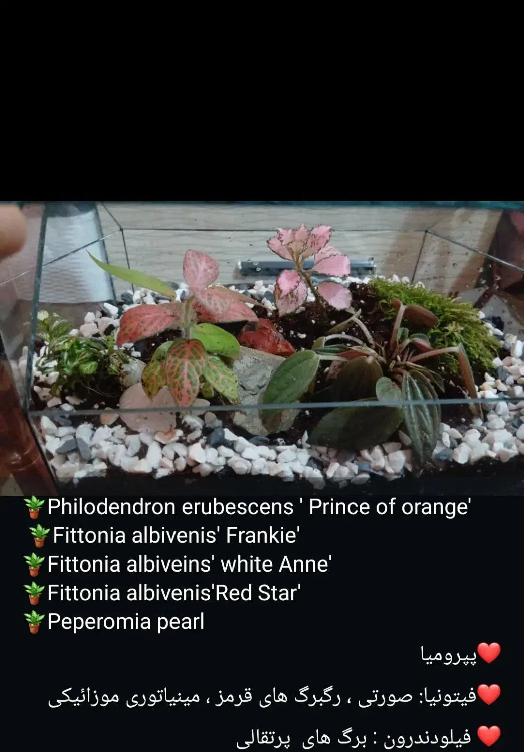 تراریوم بهاران|گل و گیاه طبیعی|اهواز, بهزاد شهر|دیوار