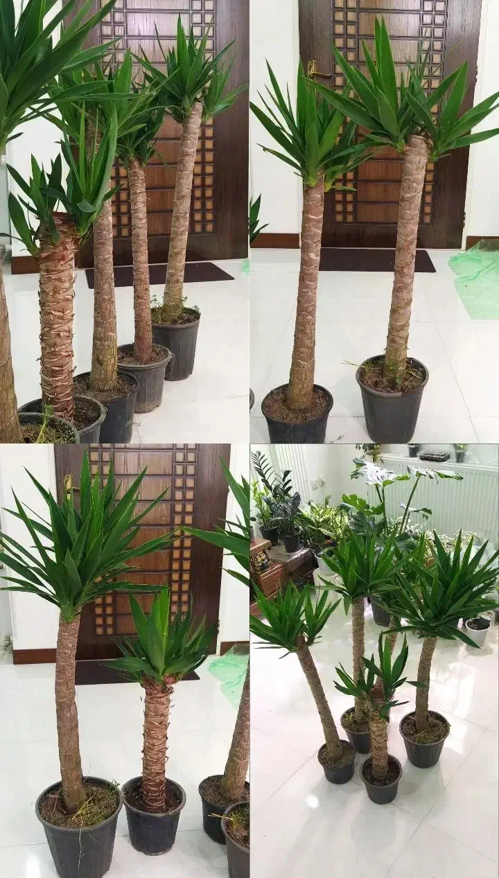 گل یوکا پتوس|گل و گیاه طبیعی|یزد, |دیوار